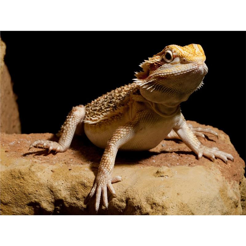 Agama cu barba Pogona vitticeps - imagine 5